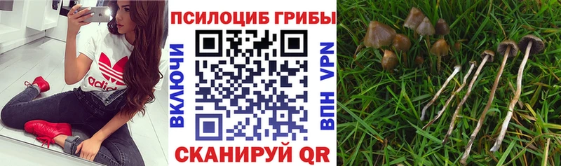 Псилоцибиновые грибы GOLDEN TEACHER Сызрань